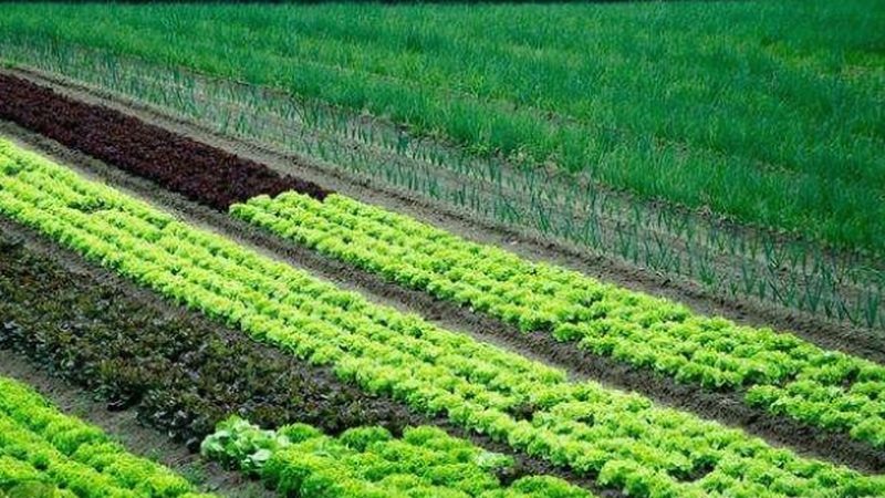 选址关键：揭秘农业公司粮食种植基地的黄金法则**