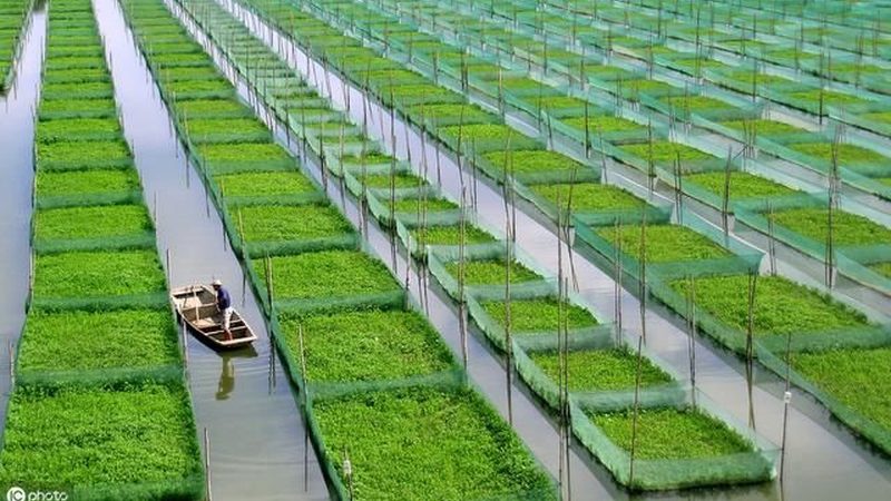 绿色食品认证费用解析：企业如何合理预算