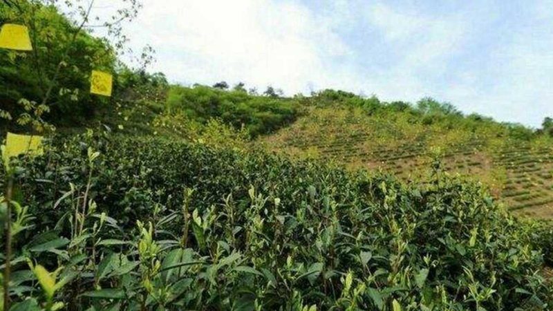 阳台有机蔬菜种植注意事项