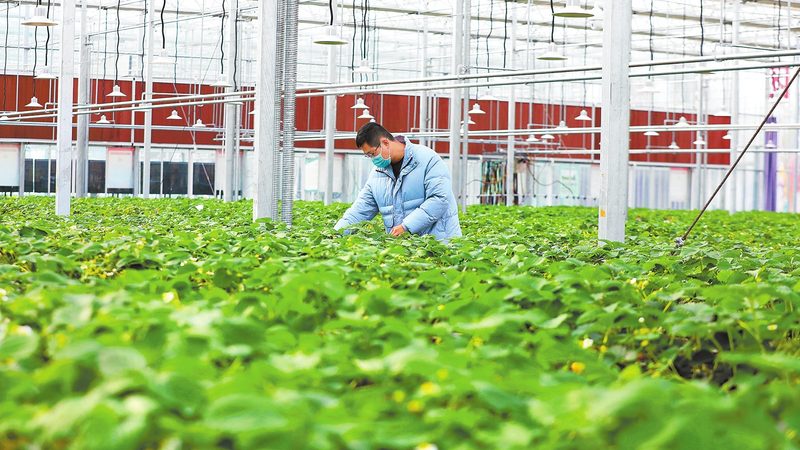 土壤改良剂型号规格：如何科学选择