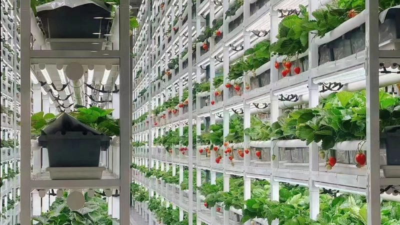 合作社代账服务哪家性价比高
